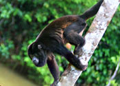 Costa Rica rainforest wildlife: Howler Monkey