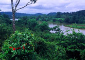 Costa Rica bosque tropical en el Rio San Carlos