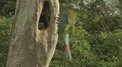 Costa Rica - observacion de aves