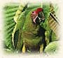 Costa Rica birdwatching - Great Green Macaw