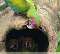 Bird Watching - Vogelbeobachtung in Costa Rica, Grüne Aras
