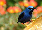 Observacion de aves, Costa Rica